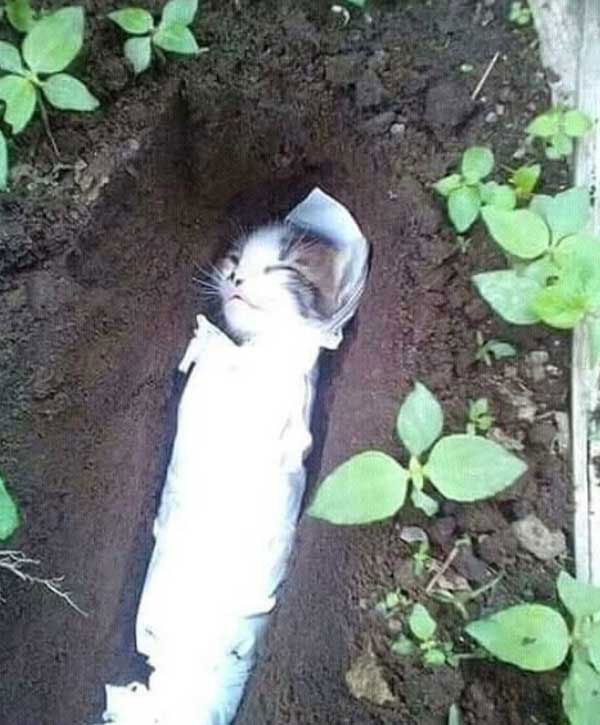 seeing-the-kitten-being-taken-away-by-humans-the-cat-buried-the-kitten-with-his-own-hands-but-his-heart-was-full-of-pity-1