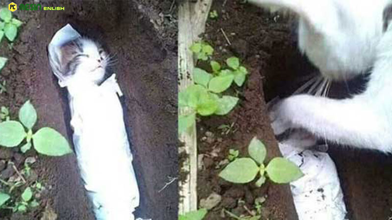 seeing-the-kitten-being-taken-away-by-humans-the-cat-buried-the-kitten-with-his-own-hands-but-his-heart-was-full-of-pity