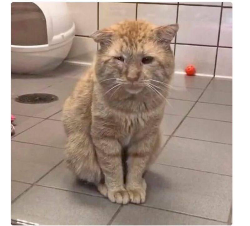 The saddest stray kitty turned into the happiest one: his human spared nothing to make him overjoyed 