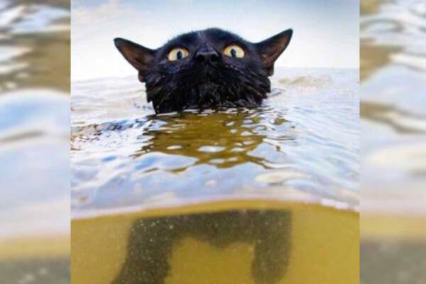 VIDEO: Swimming Townsville cats take social media by storm