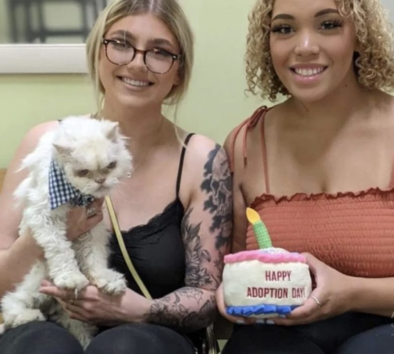 The elderly cat celebrated his 19th birthday: he doesn't know what expects him soon