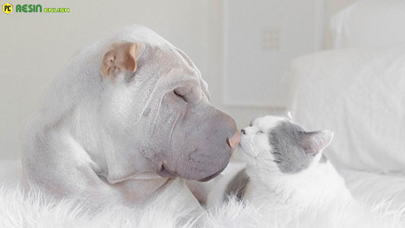 worlds-most-photogenic-shar-pei-and-his-cat-are-the-best-friends-ever