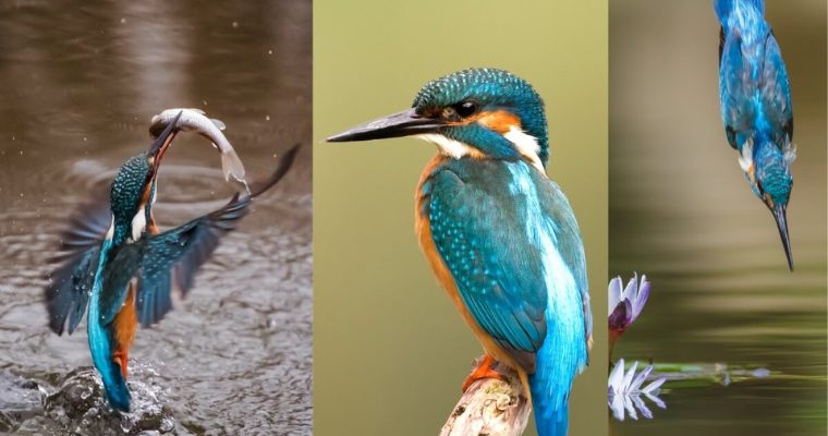 Found worldwide, these unique looking birds are always fun to watch. In this article we explore 14 facts about kingfishers and how they are unique in the animal kingdom.