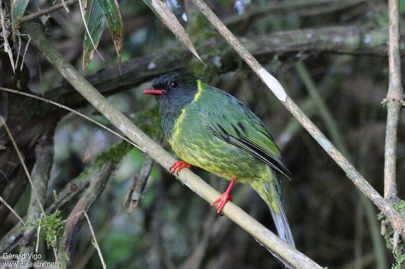 Green-and-black Fruiteater - Pipreola riefferii