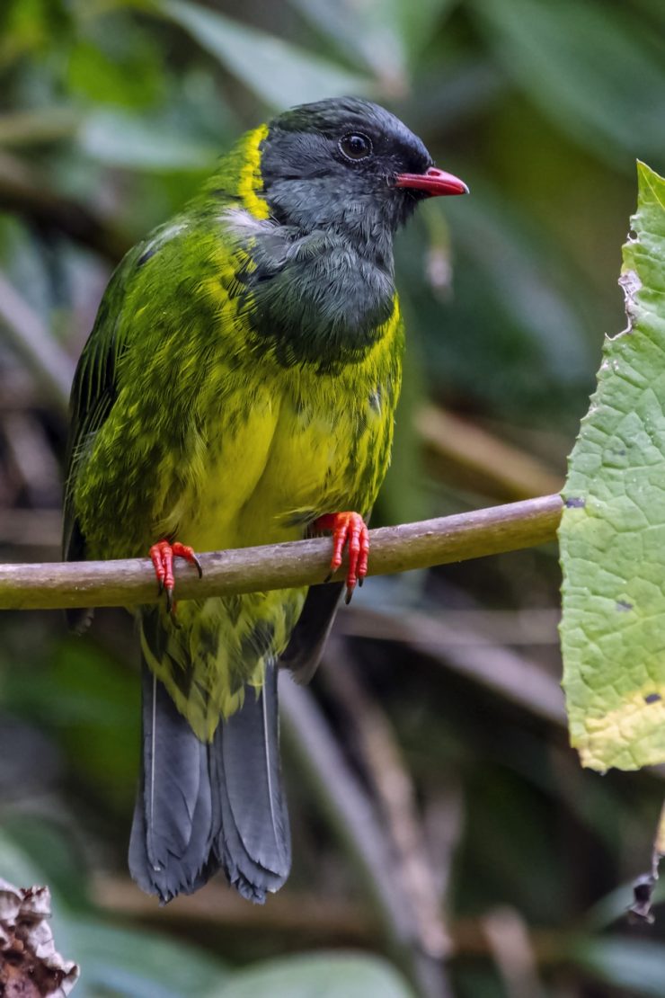 Green-and-black Fruiteater / Cotinga vert et noir / Pipreola riefferii