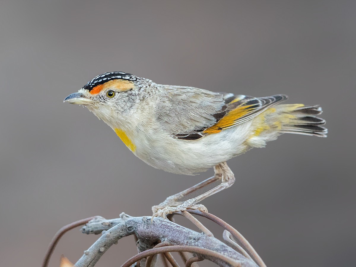 Red-browed Pardalote - eBird