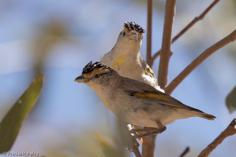 Red-browed Pardalote - Pardalotus rubricatus adult - frpe235464