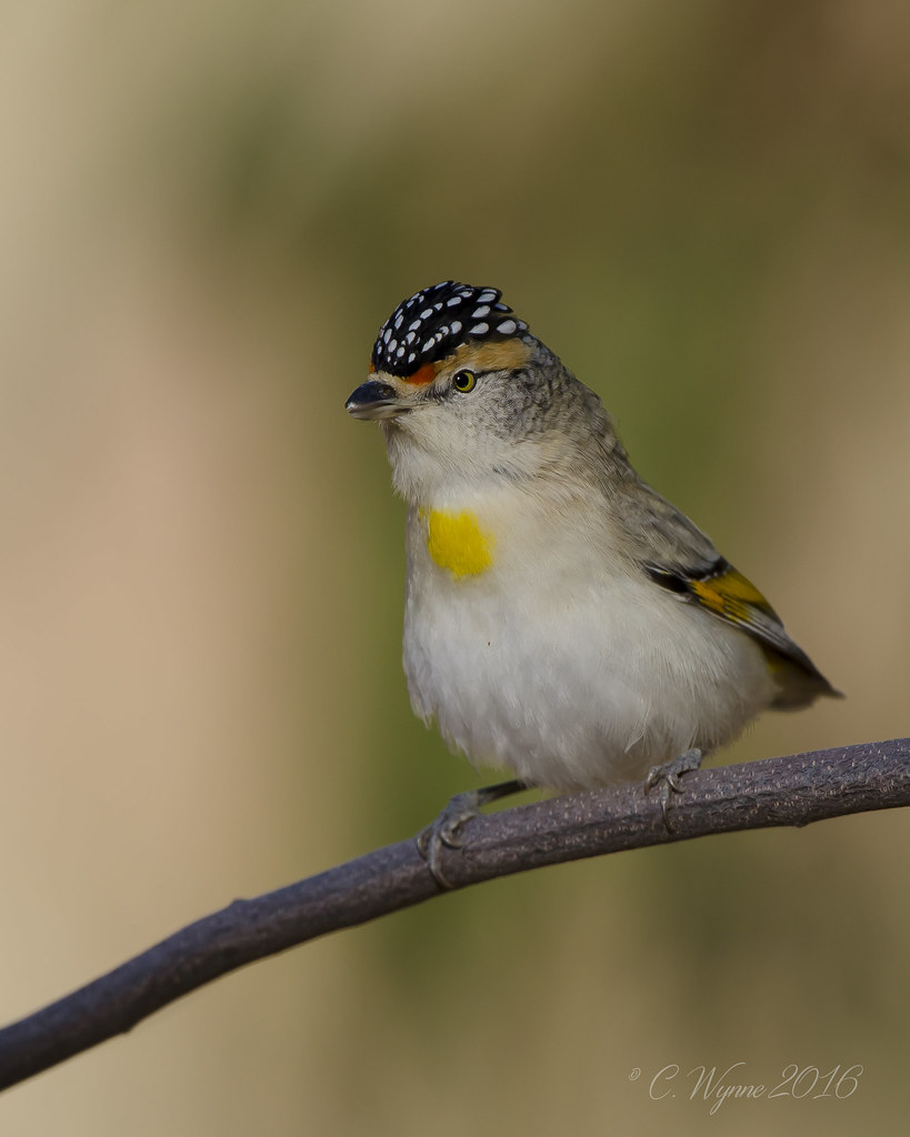 Red-browed Pardalote | Pardalotus rubricatus Alice Springs, … | Flickr