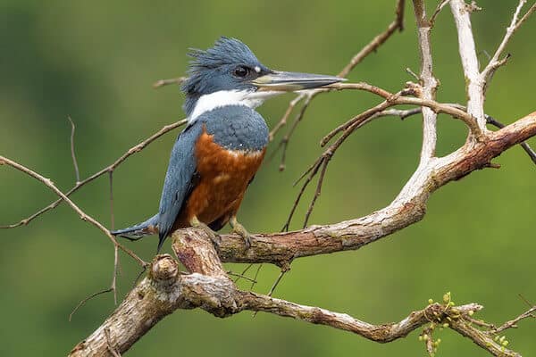 Found worldwide, these unique looking birds are always fun to watch. In this article we explore 14 facts about kingfishers and how they are unique in the animal kingdom.