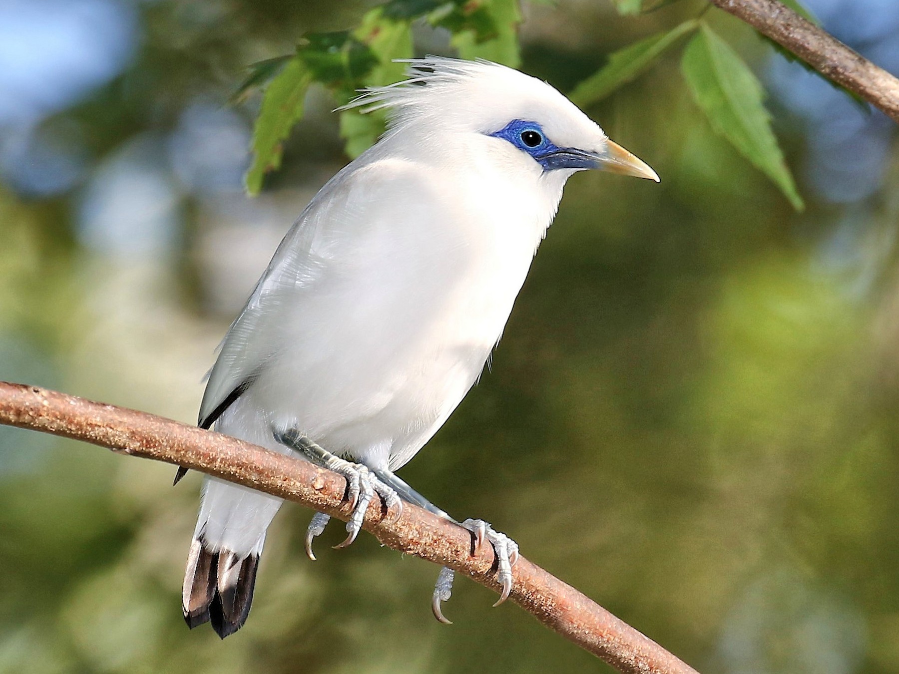 Bali Myna - eBird