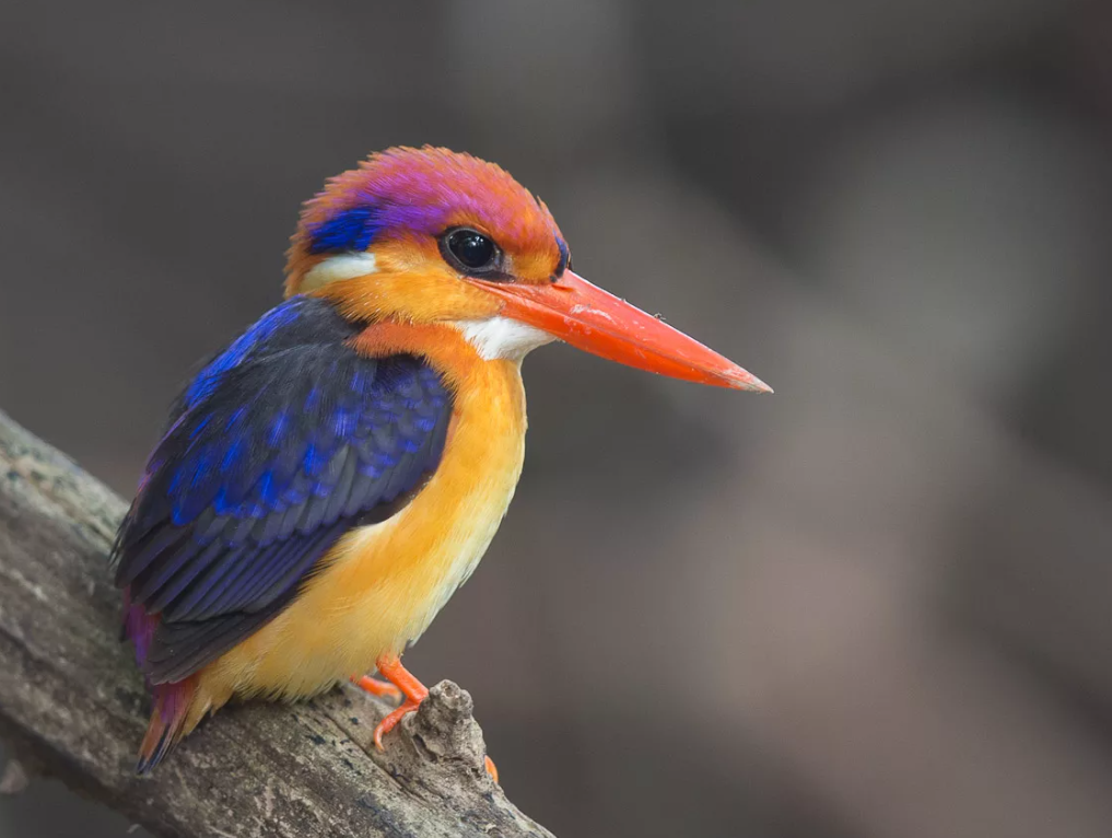 Eastern dwarf kingfisher: small bird but with extremely splendid feather color.