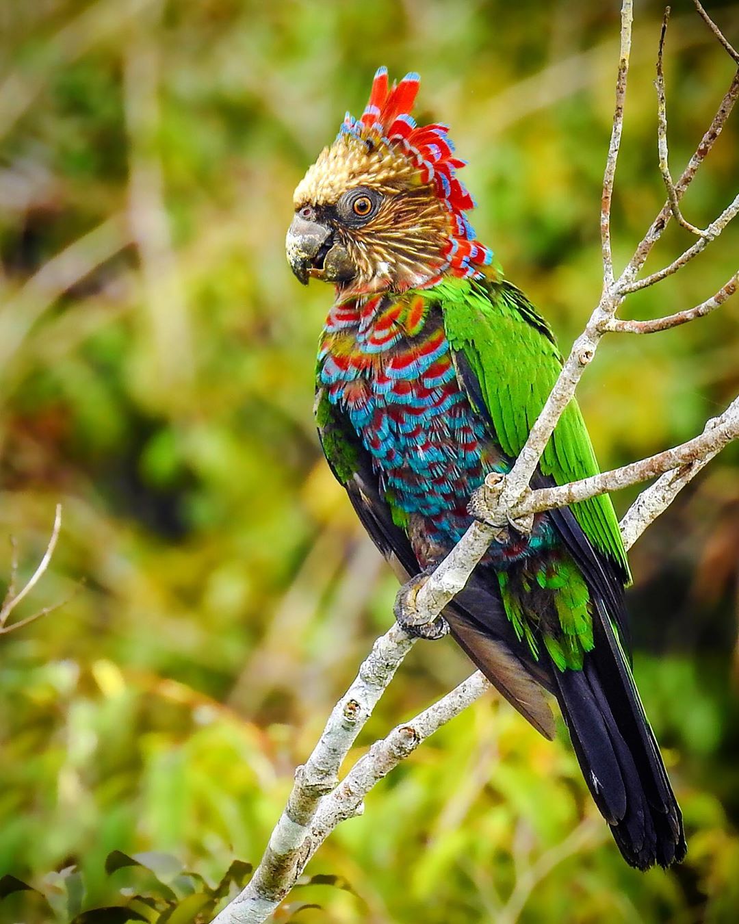 Introducing the Red Fan Parrot - a living, feathered rainbow!