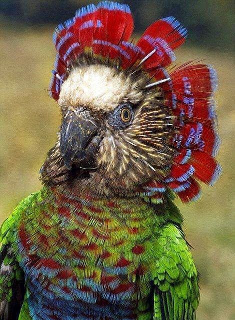 Introducing the Red Fan Parrot - a living, feathered rainbow!