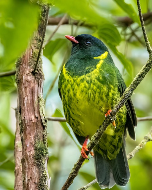 Cotinga vert et noir - eBird