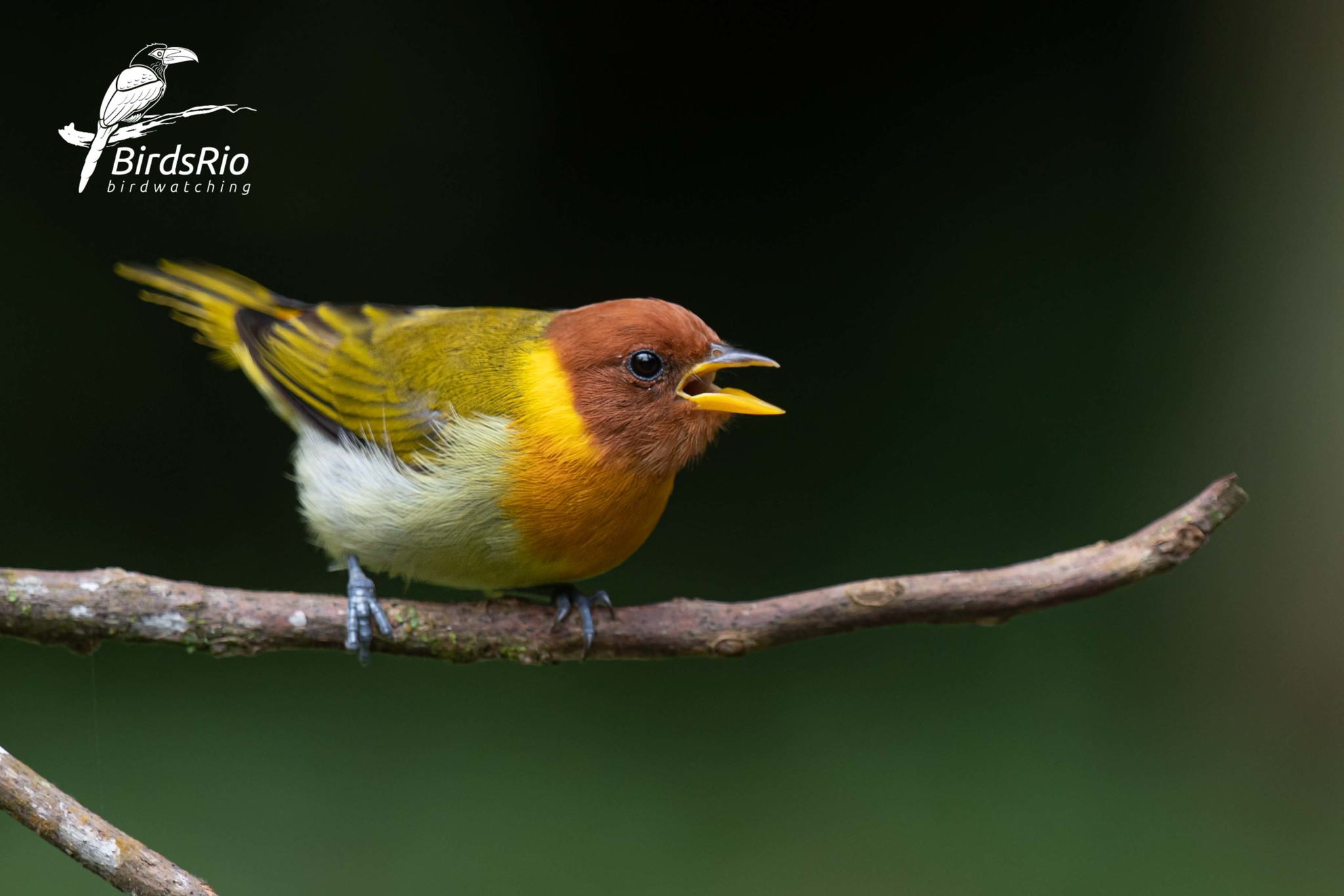 Rufous-headed Tanager (Hemithraupis ruficapilla) · iNaturalist NZ