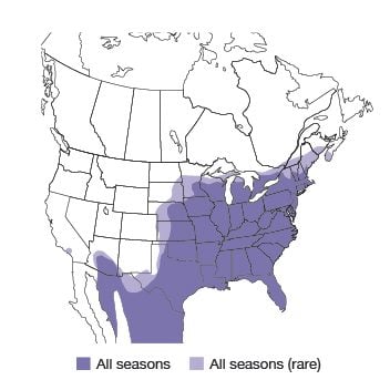 Northern Cardinal Bird Species