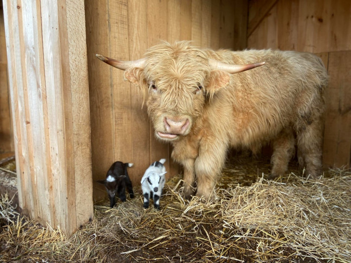 8. My bull seems to think the baby goats are his