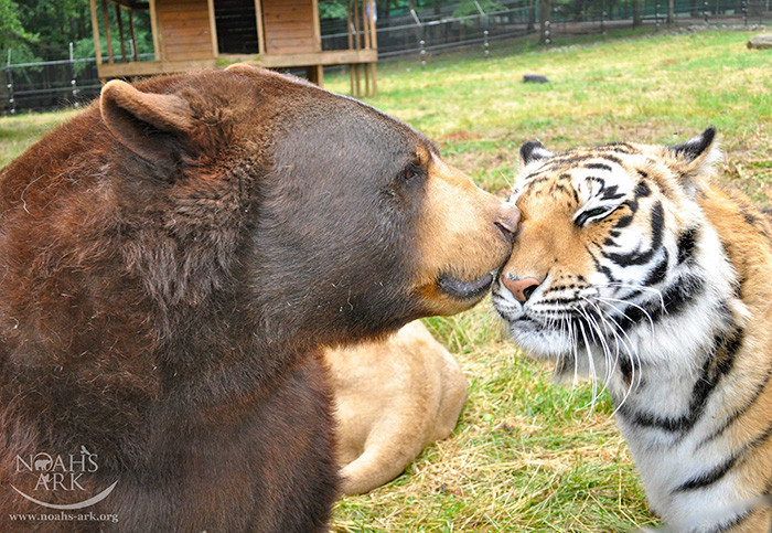 They will spend the rest of their lives being cared for at Noah's Ark, but they don't seem to mind.