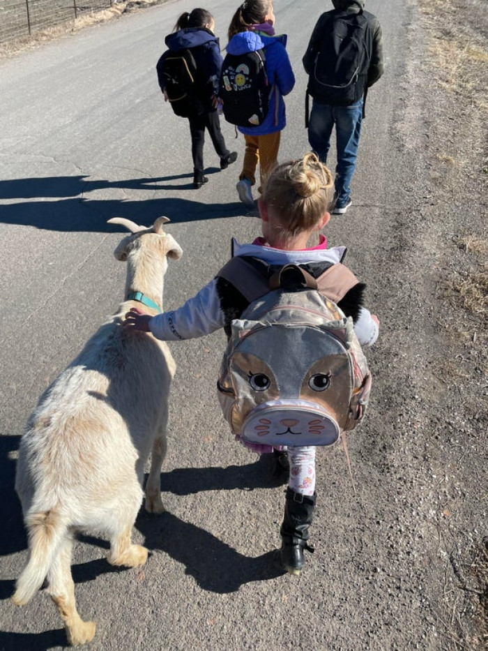 43. A girl and her goat. Gunther goes to the bus stop every day to pick her up. He doesn’t even need a leash anymore.