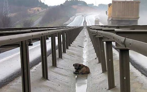 No one saw the dog that had a broken leg that was abandoned on the highway. – AmazingUnitedState.Com