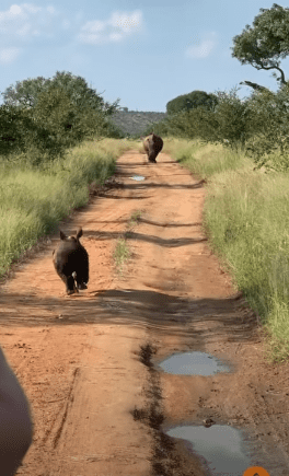 Baby rhino attacks tourists