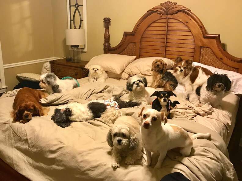 Perfect photo shows many little dogs sitting still for family portrait