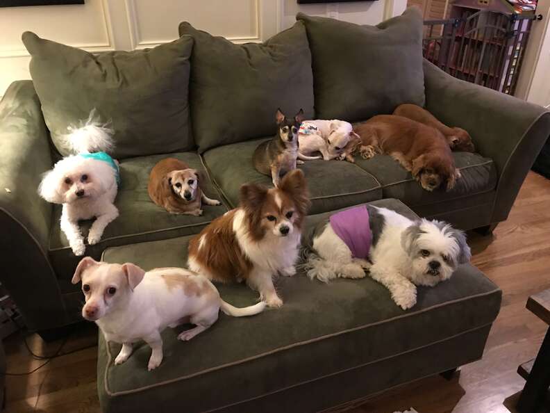 Perfect photo shows many little dogs sitting still for family portrait