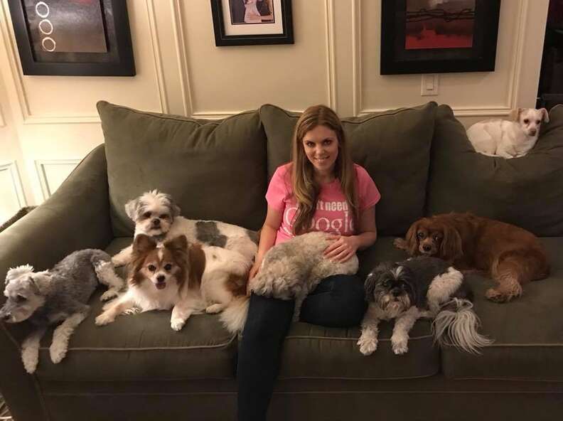 Perfect photo shows many little dogs sitting still for family portrait